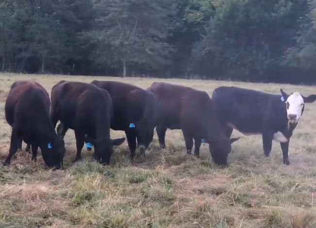 12 SimAngus Bred Heifers... Southwest MO