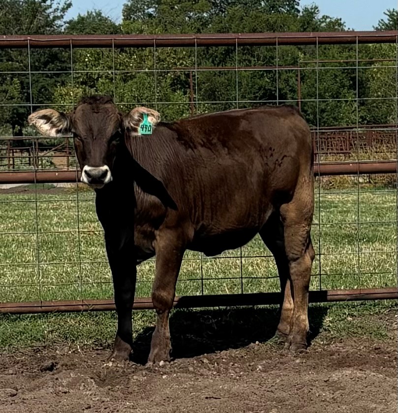 7 Reg. Braunvieh Rep. Heifers... Northeast TX thumbnail 2