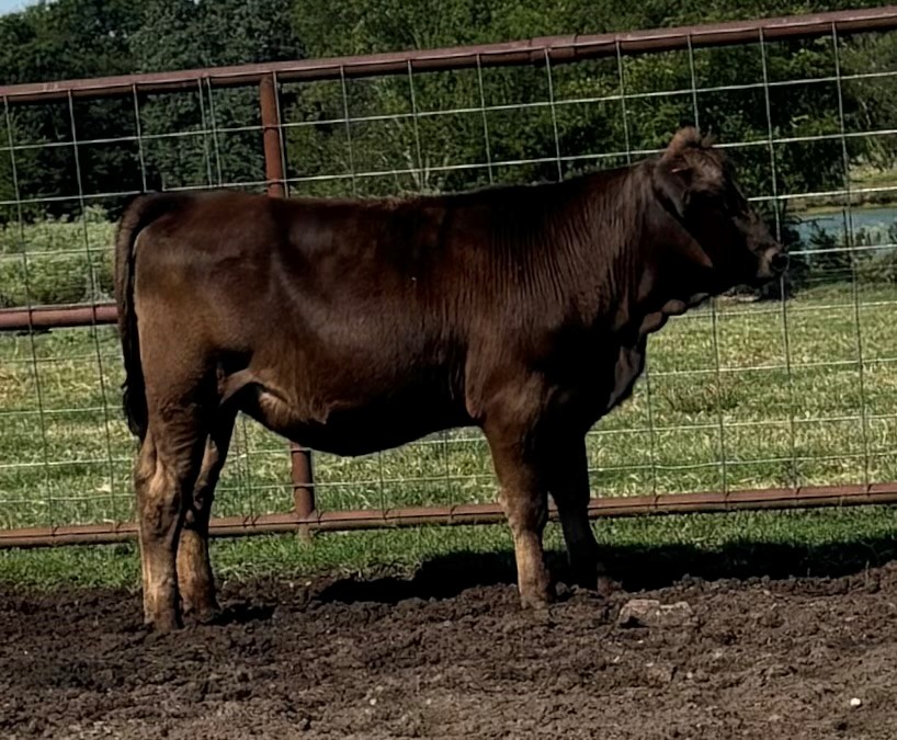 7 Reg. Braunvieh Rep. Heifers... Northeast TX thumbnail 5