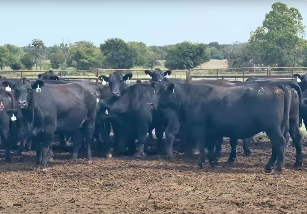 50 Angus Cows... Southwest MO