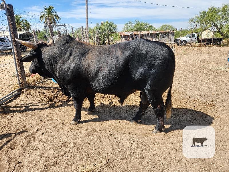 1 Brahman/American Blue Bull... South TX thumbnail 2