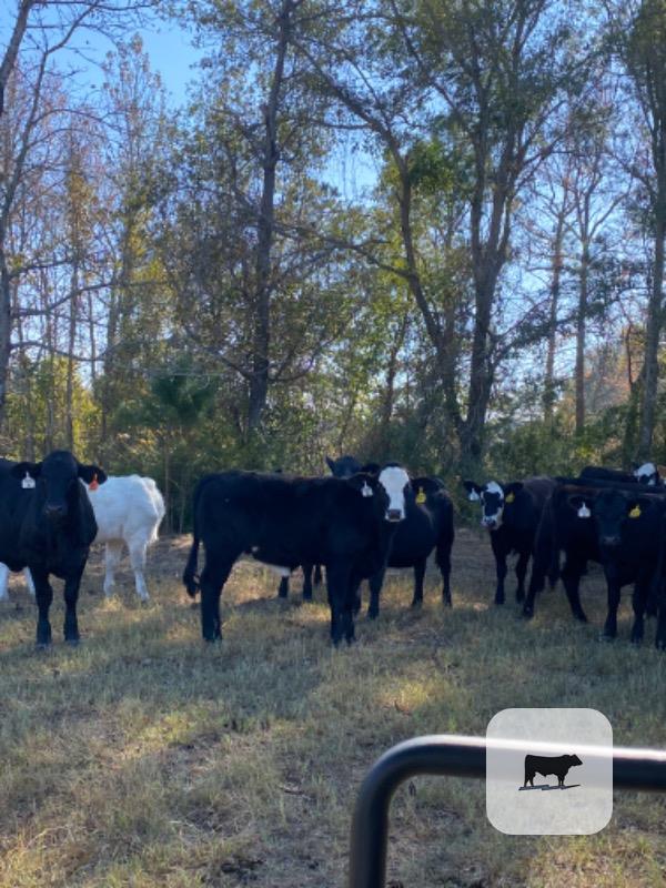 60 Crossbred Rep. Heifers... East TX thumbnail 5