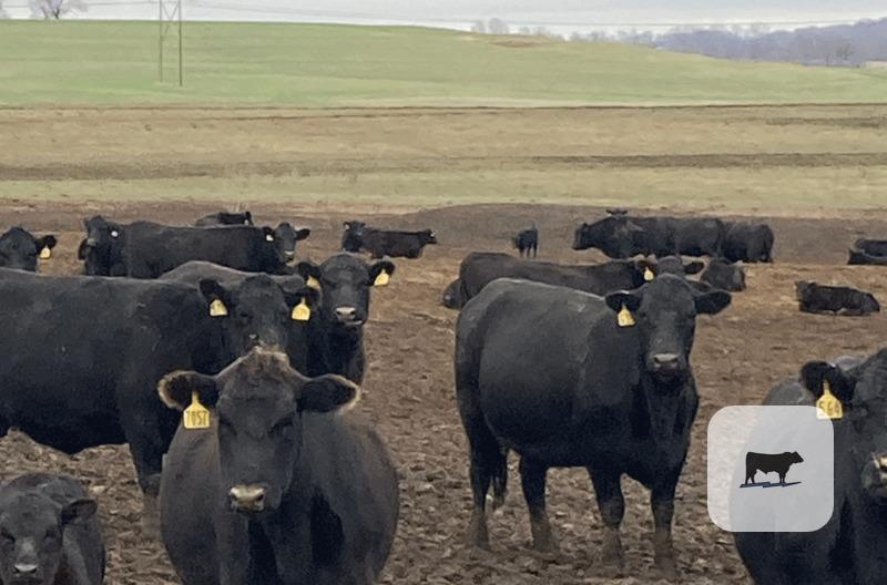 45 Purebred Angus Cows... Central MO thumbnail 4