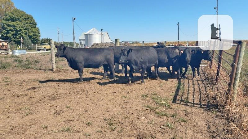 8 Angus Bred Heifers... W. Central IN