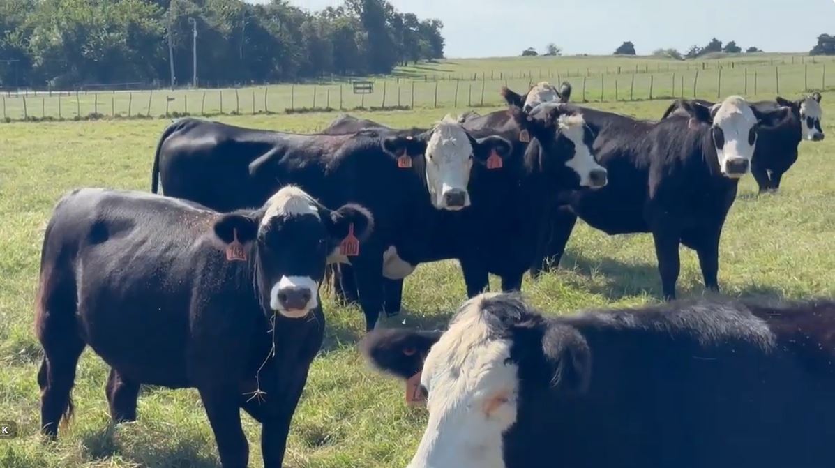 18 Angus 'BWF' Bred Heifers... Southwest OK ~ BVD-PI Neg. thumbnail 2
