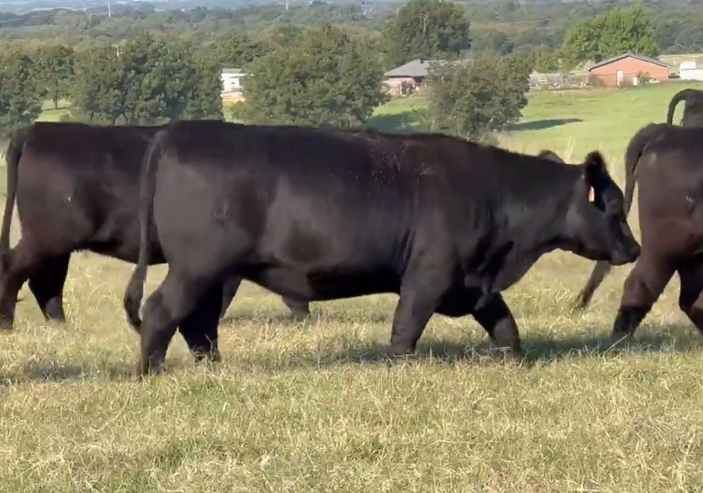 81 Angus Bred Heifers... Southwest OK~ BVD-PI Neg. thumbnail 2