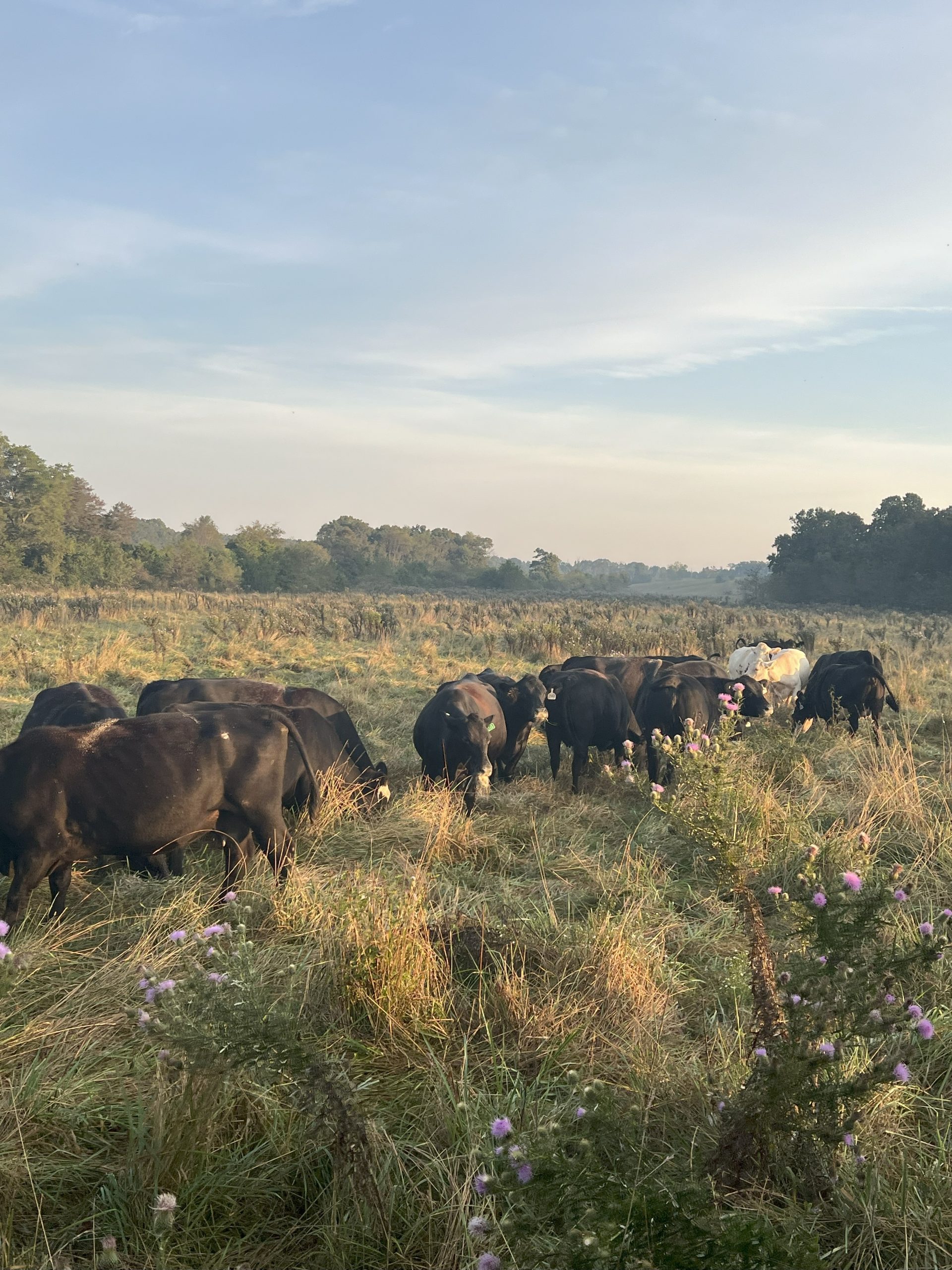 42 Angus & Charolais Cross Cows... E. Central MO