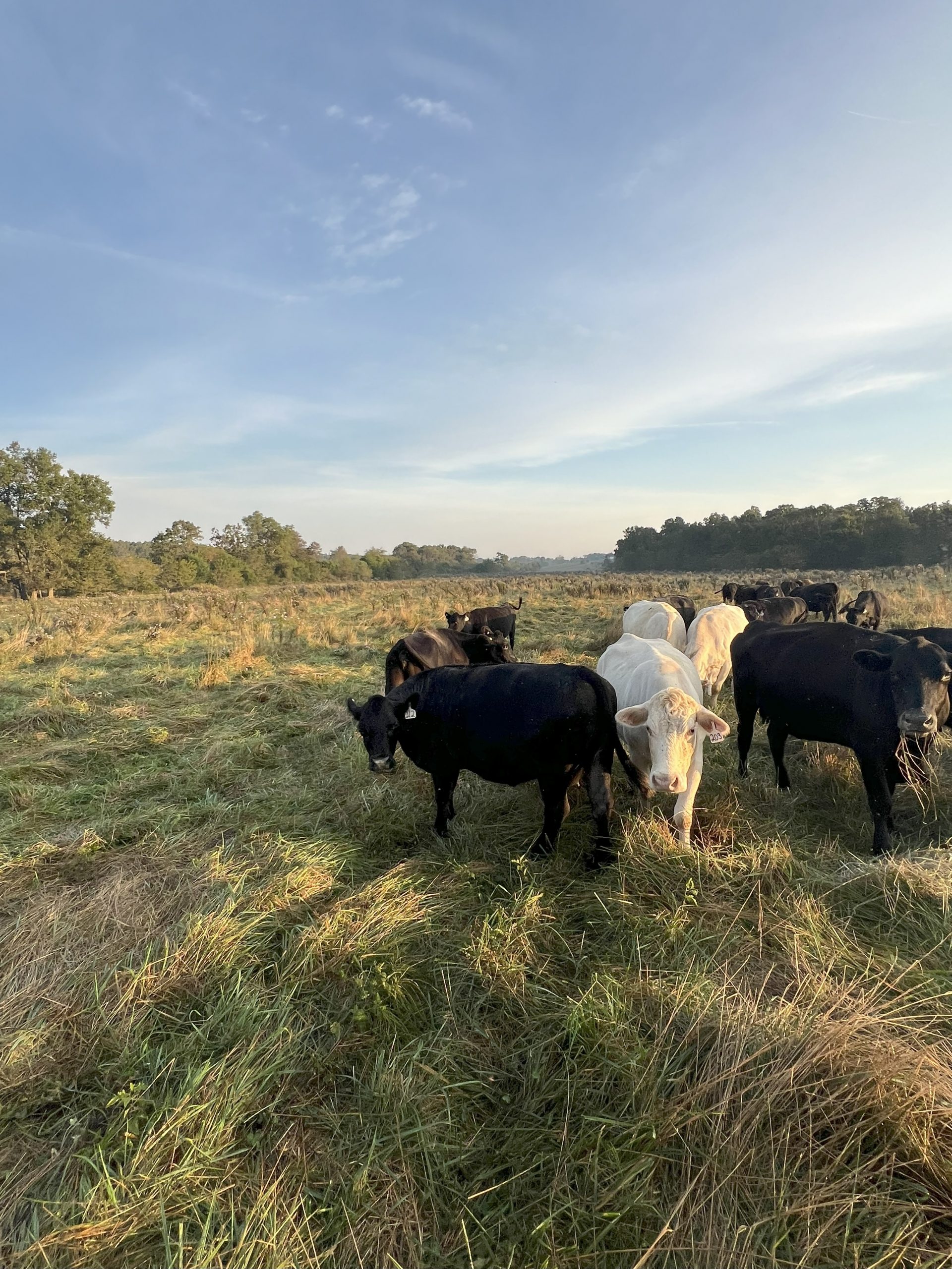 42 Angus & Charolais Cross Cows... E. Central MO thumbnail 6
