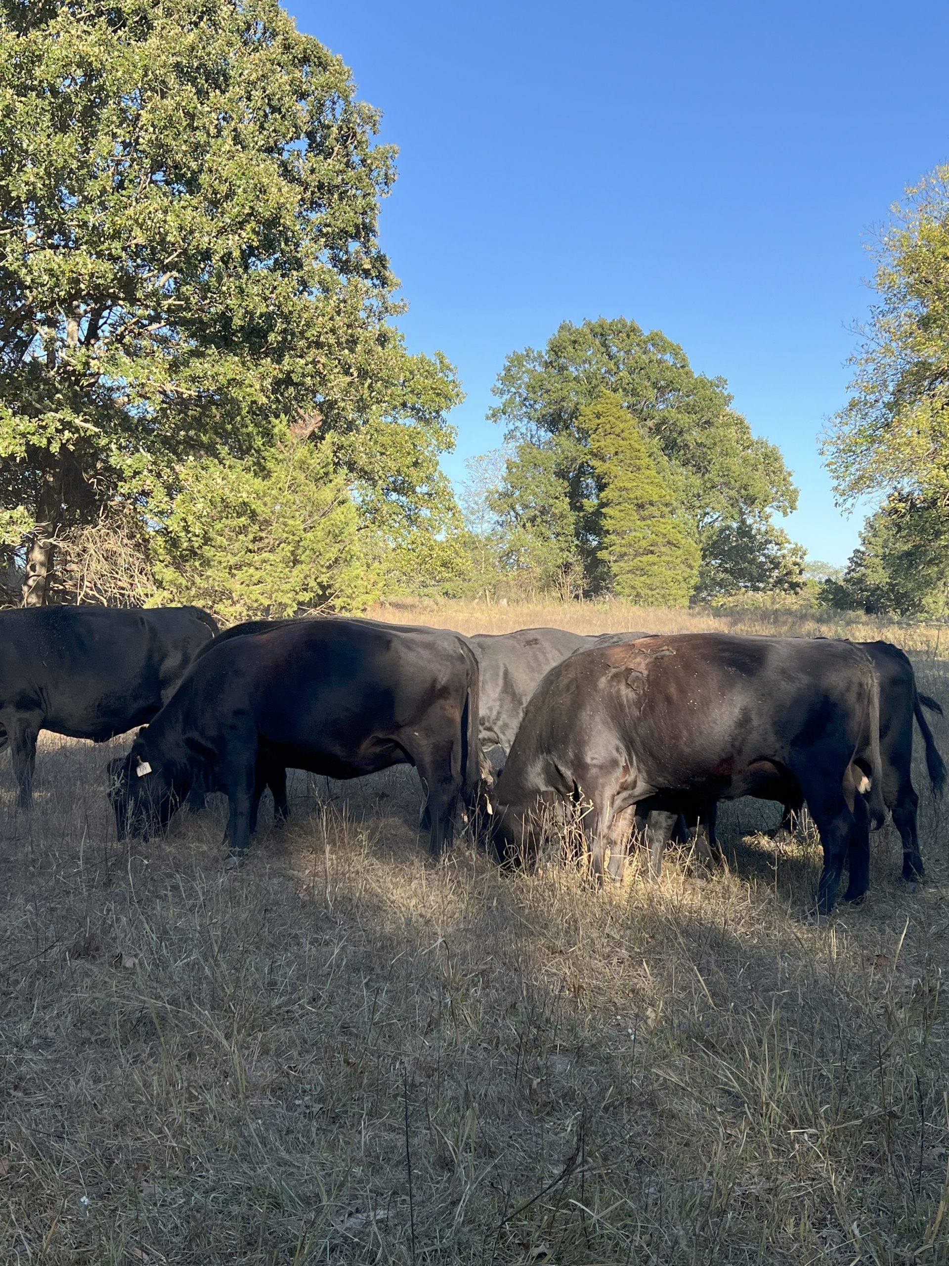 15 Angus Cows... E. Central MO thumbnail 2