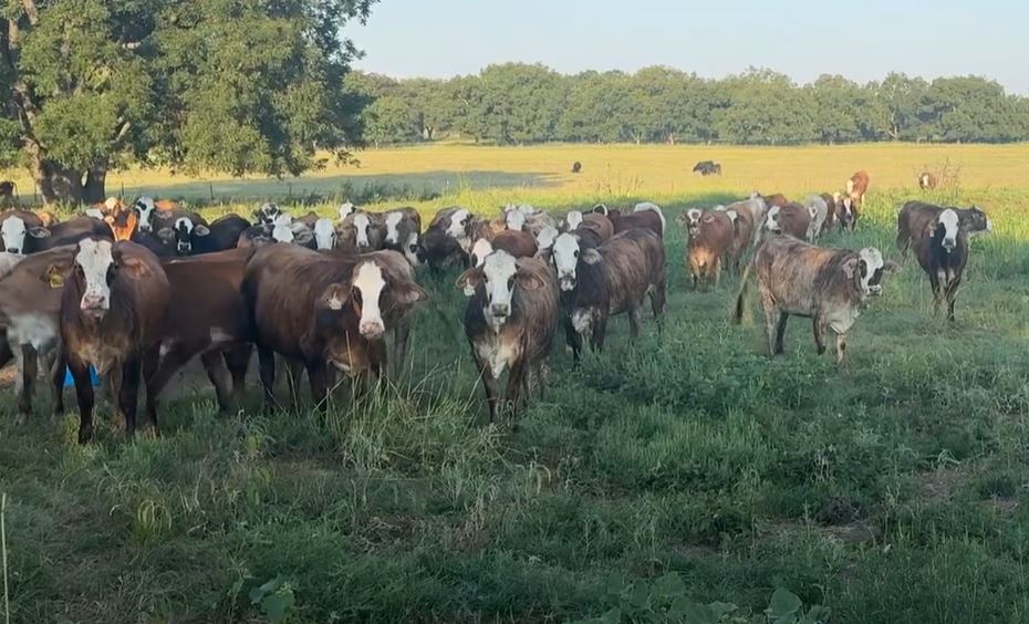 103 Braford/Tigerstripe Bred Heifers... Central OK