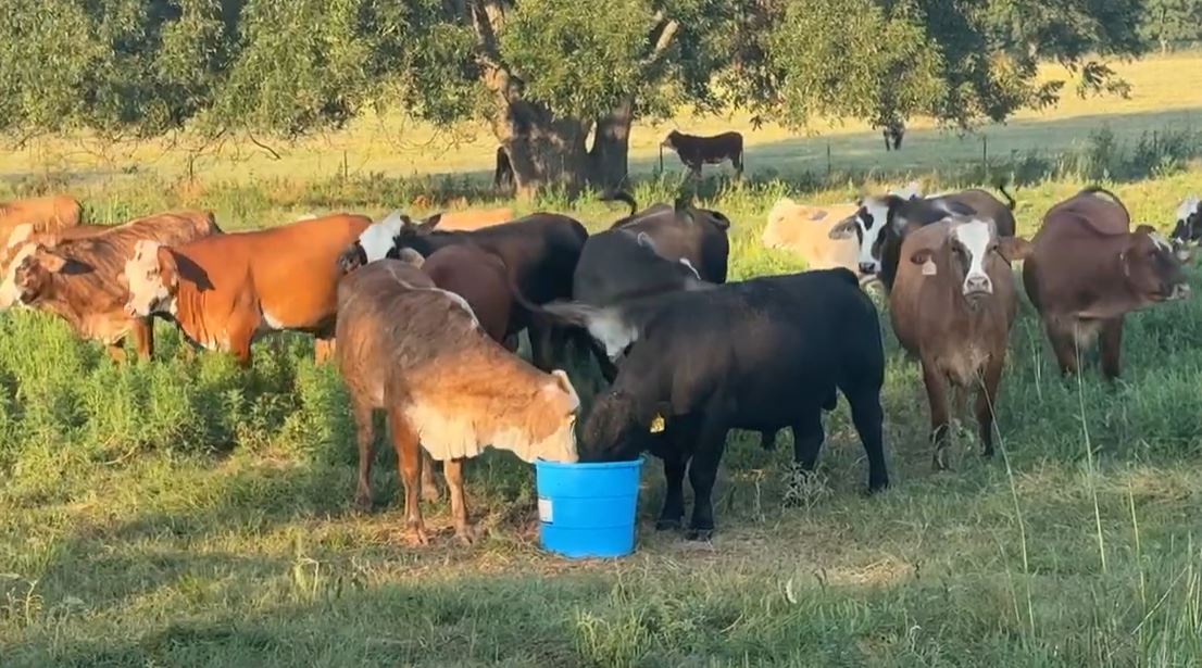 103 Braford/Tigerstripe Bred Heifers... Central OK thumbnail 2