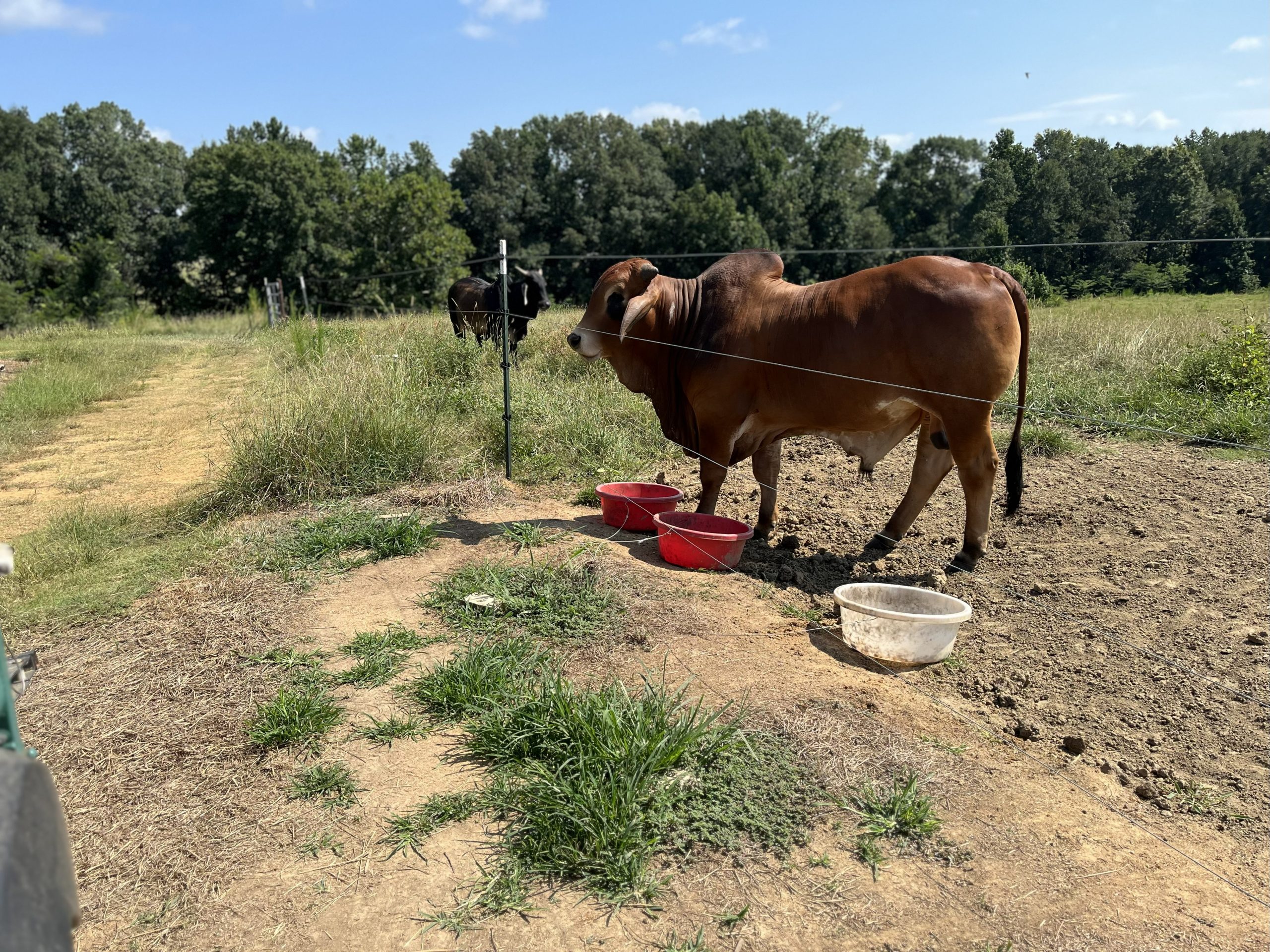 1 Brahman Bull... Southwest MS