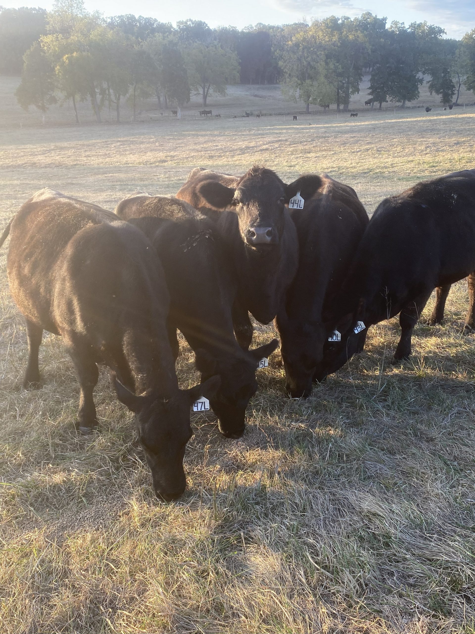 5 Angus Bred Heifers... E. Central MO