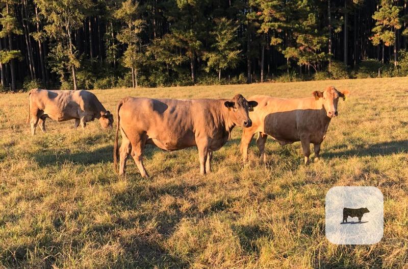 4 Charolais Cross Cows... East TX thumbnail 4