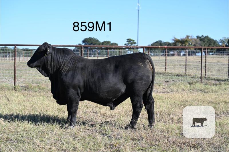 18 Reg. Brangus Bulls... S. Central TX thumbnail 3