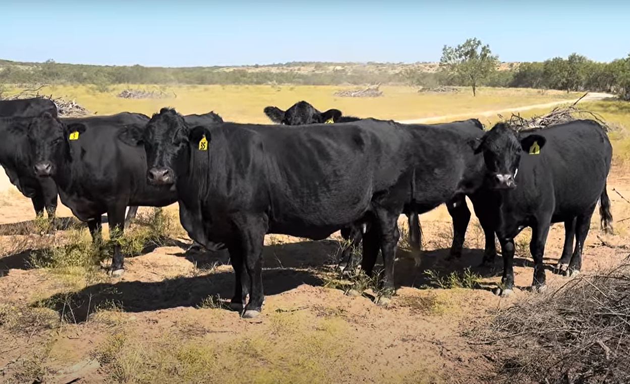 100 Angus/Brangus Cows... W. Central TX