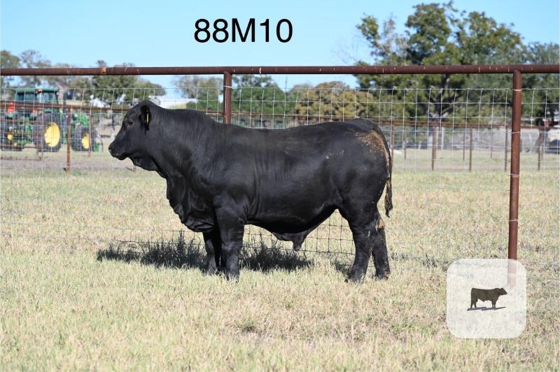 18 Reg. Brangus Bulls... S. Central TX