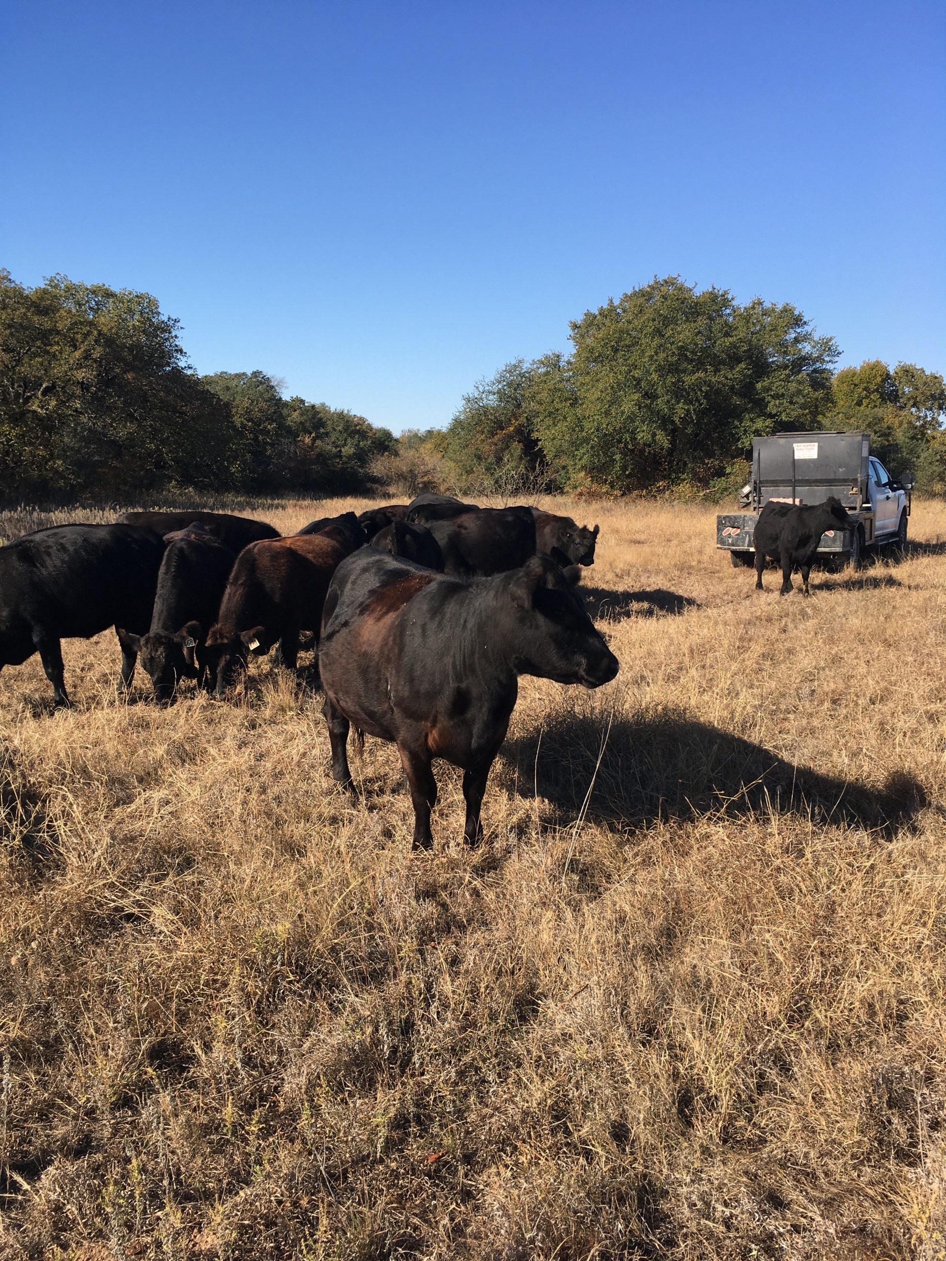 21 Angus Bred Heifers... Central TX thumbnail 3