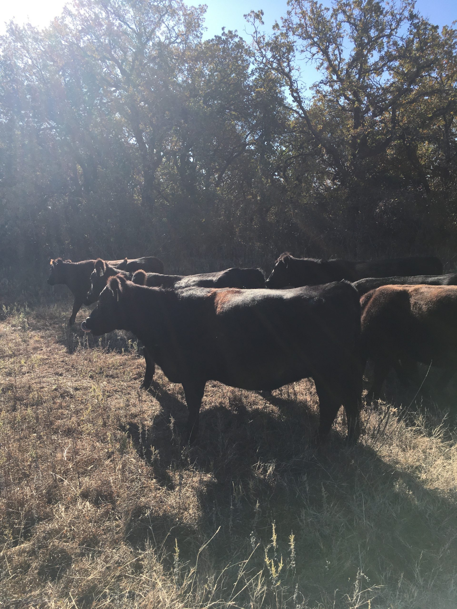 21 Angus Bred Heifers... Central TX thumbnail 3