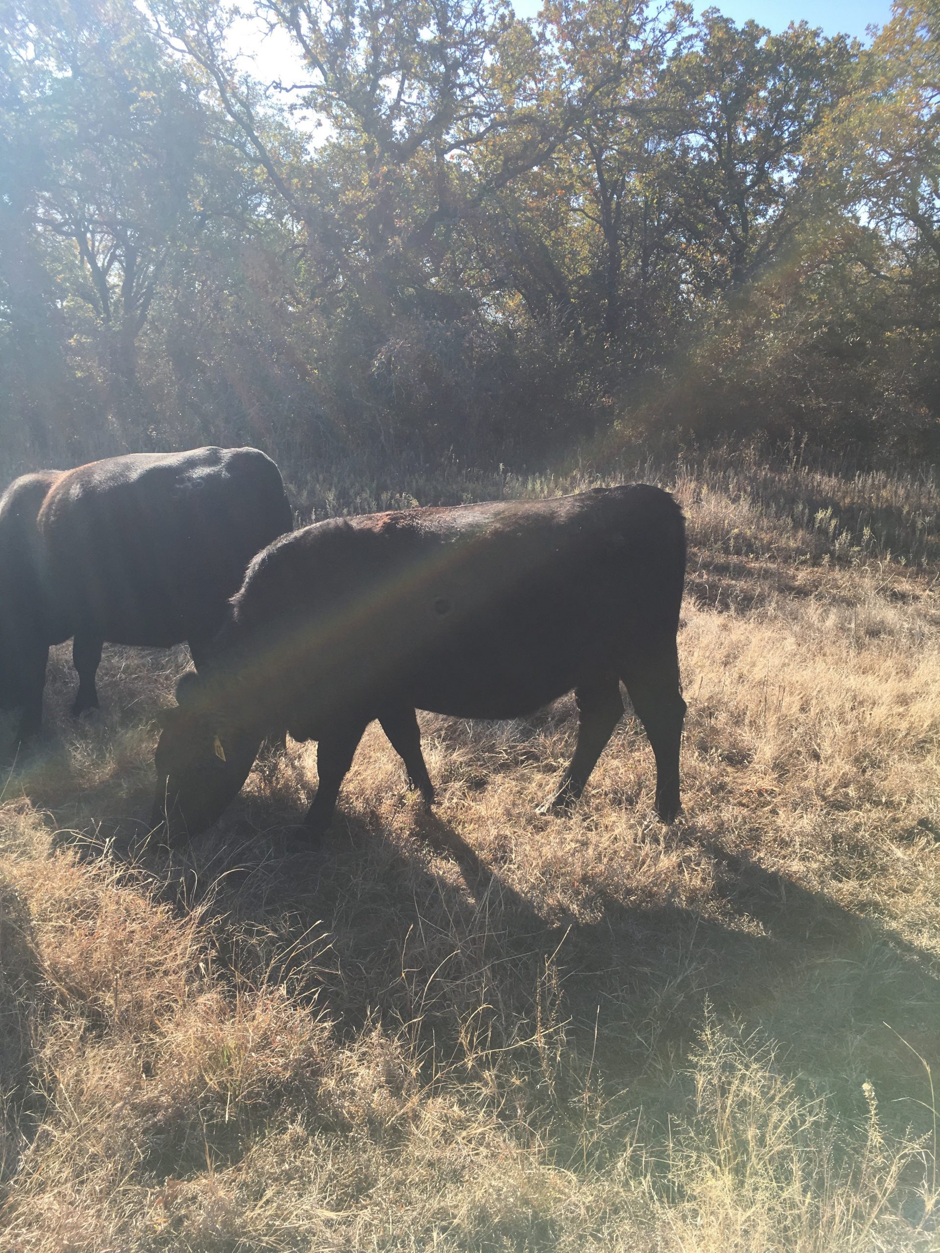 21 Angus Bred Heifers... Central TX thumbnail 2