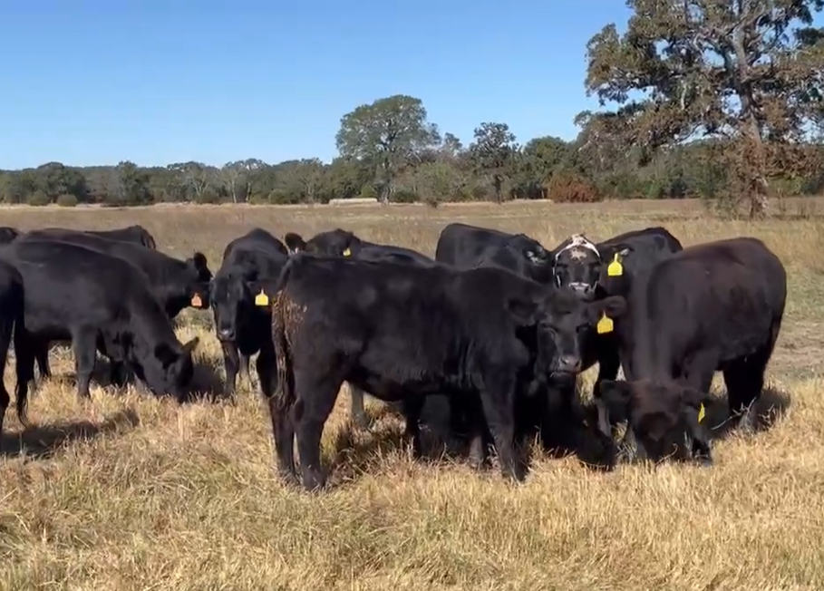 66 Angus & BWF Rep. Heifers... Northeast TX thumbnail 5