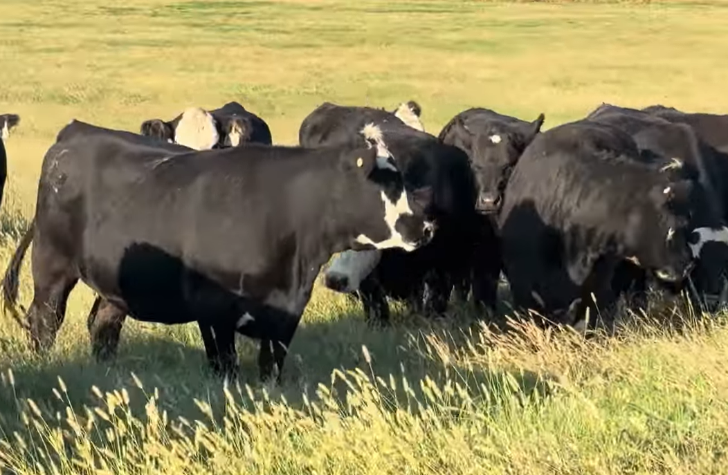 85 F1 Angus Black Baldy Bred Heifers... N. Central OK