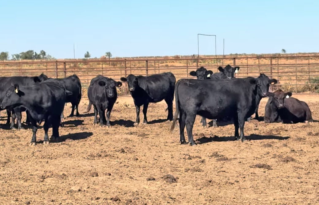120 Crossbred Cows... TX South Plains