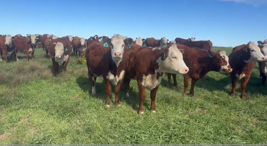 106 Hereford Bred Heifers... N. Central OK