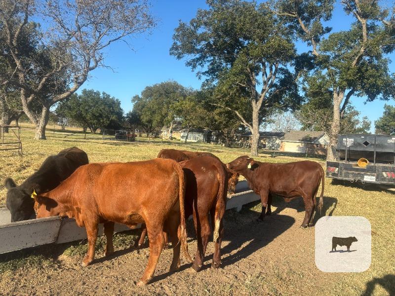 4 Beefmaster & Angus/Red Angus Bred Heifers... N. Central TX thumbnail 2