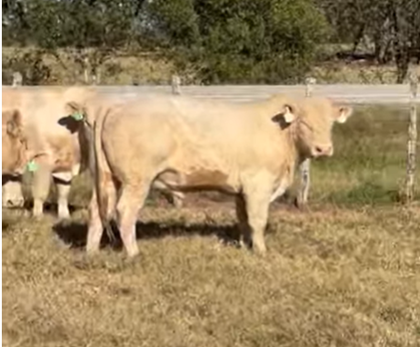 11 Charolais Bulls... Southeast TX