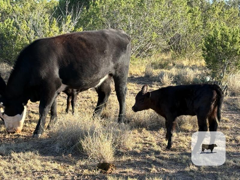 7 Angus/Brangus 'BMF' 1st-Calf Pairs... Central TX thumbnail 4