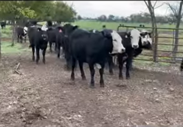 63 Brangus & Super Baldy Bred Heifers... Southwest MO