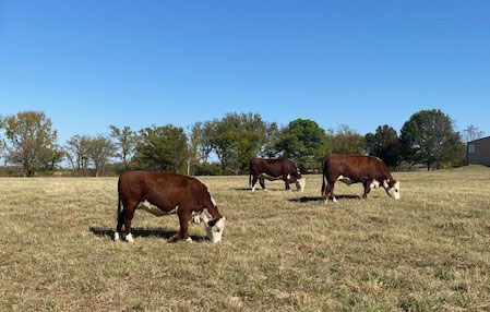 8 Reg. Polled Hereford Bred Heifers... E. Central OK thumbnail 2