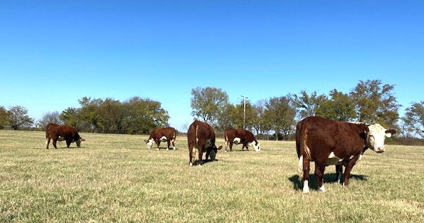 8 Reg. Polled Hereford Bred Heifers... E. Central OK thumbnail 3