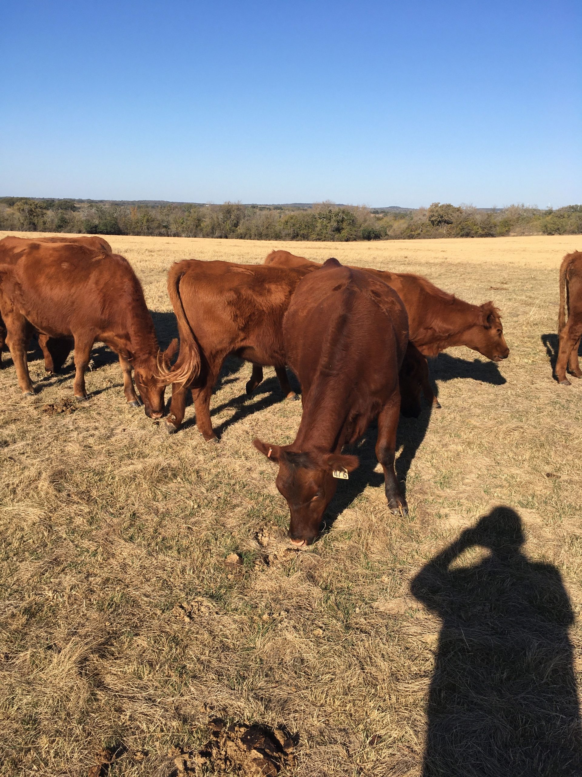 26 Red Angus Bred Heifers... N. Central TX thumbnail 4