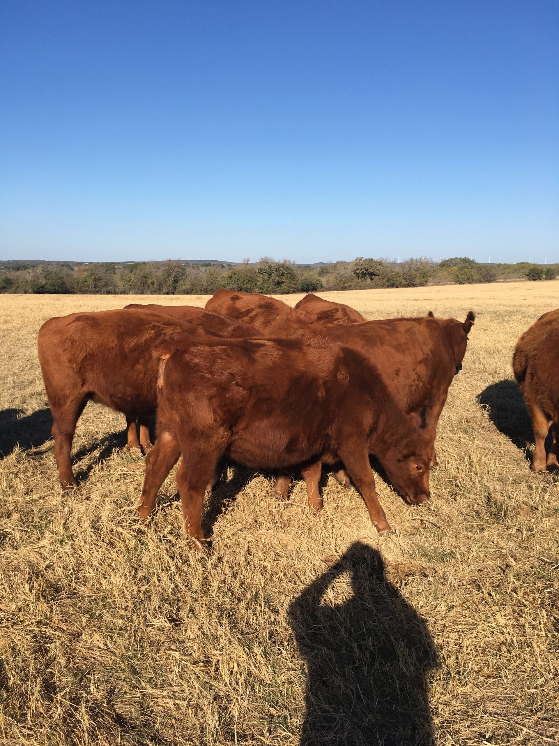 26 Red Angus Bred Heifers... N. Central TX thumbnail 4
