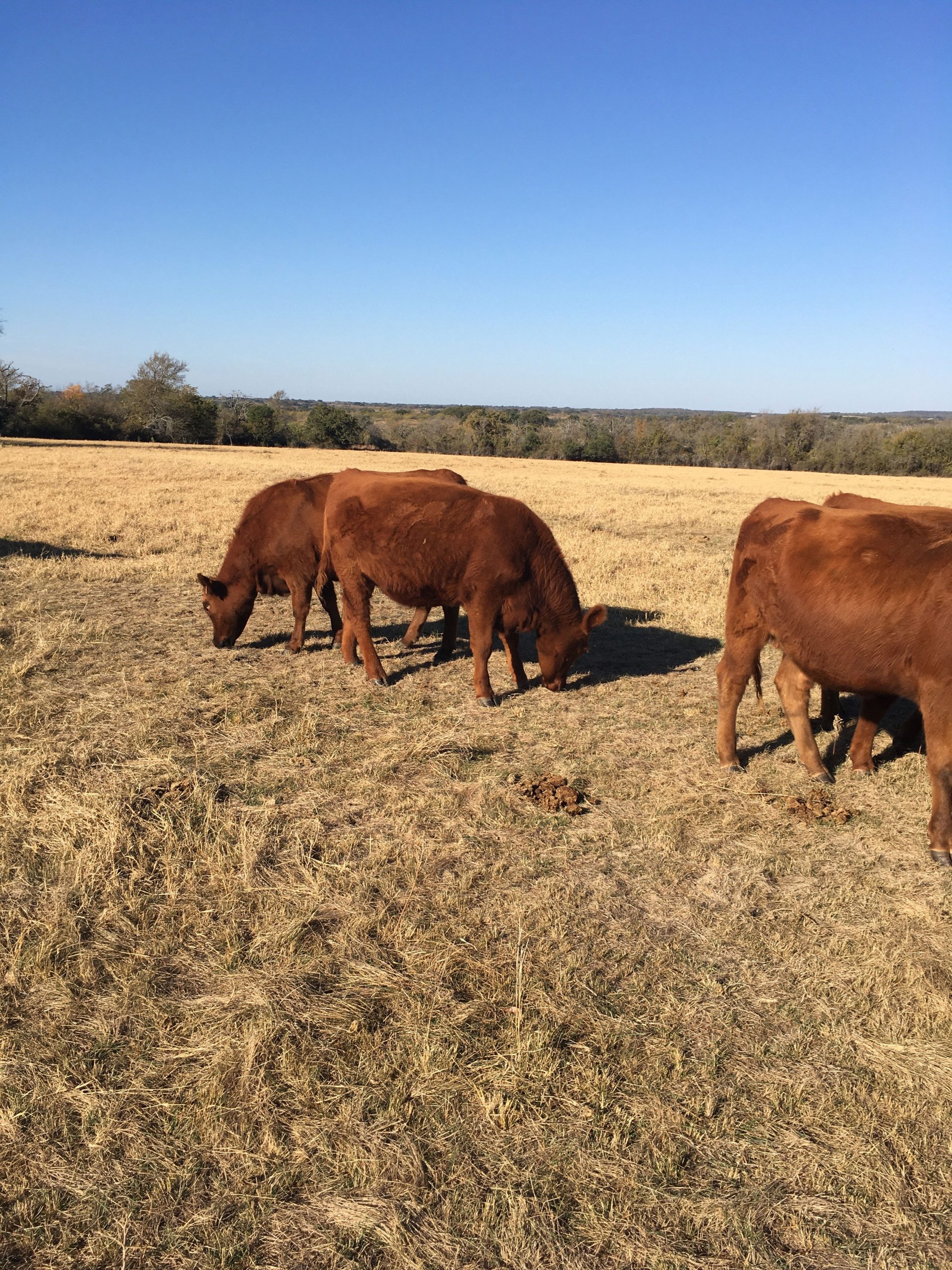 26 Red Angus Bred Heifers... N. Central TX thumbnail 2