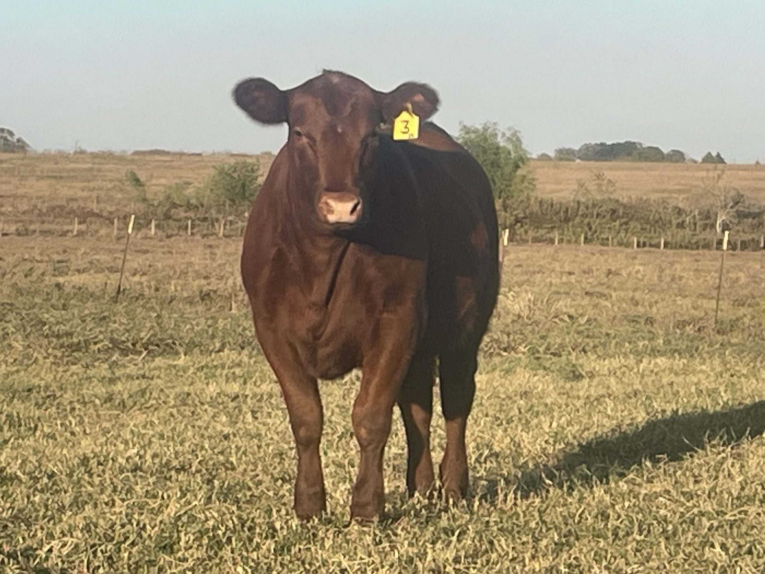7 Red Angus Rep. Heifers... S. Central TX thumbnail 4