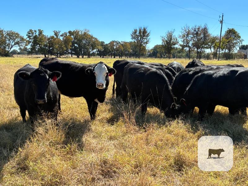 13 Angus & BWF Bred Heifers... Central TX