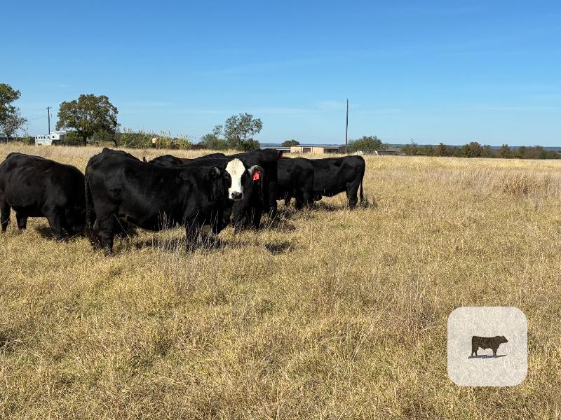 13 Angus & BWF Bred Heifers... Central TX thumbnail 3
