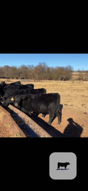 10 Angus Rep. Heifers... W. Central OK thumbnail 5
