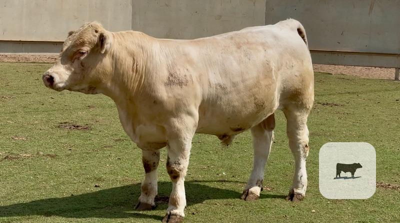 14 Charolais Bulls for Sale or Lease... Central TX thumbnail 4