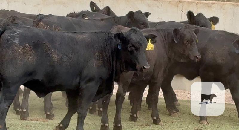 45 Brangus & Brangus Cross Rep. Heifers... Central TX thumbnail 4