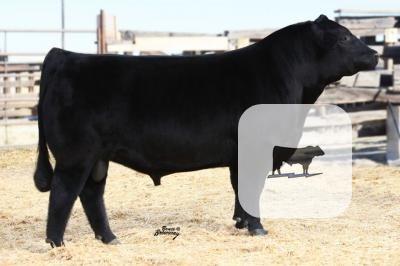 200 Straws of Reg. Angus Semen... Southeast SD