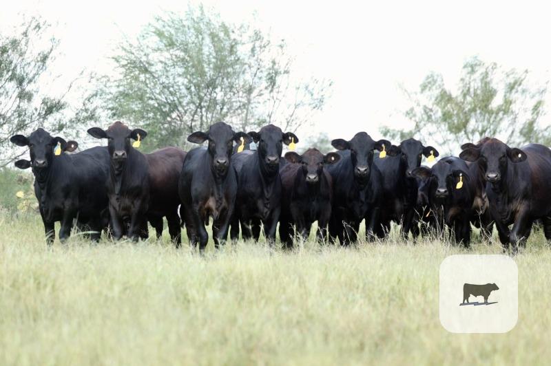 35 Brangus Cross Rep. Heifers... South TX