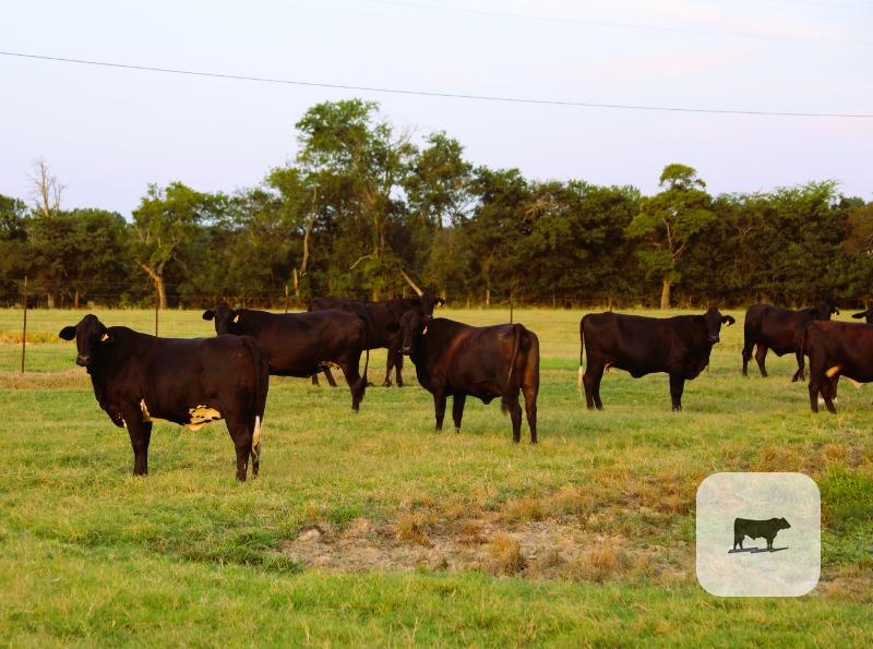20 F1 Brahman/Holstein Cows w/ 6+ Calves... Northeast TX thumbnail 4