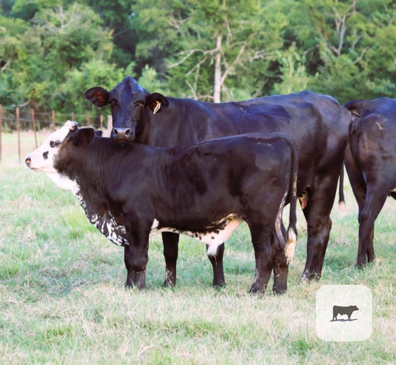 20 F1 Brahman/Holstein Cows w/ 6+ Calves... Northeast TX