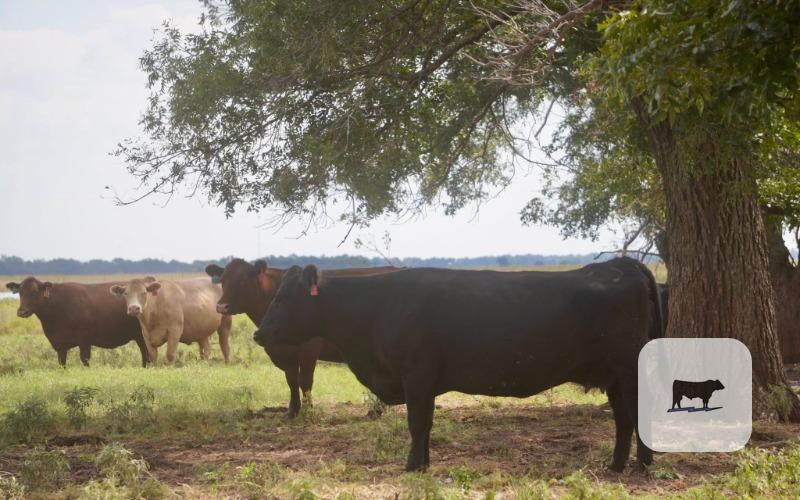 40 Mixed Breed Recip. Cows w/ Reg. Wagyu Heifer Pregnancies... Southwest OK thumbnail 2
