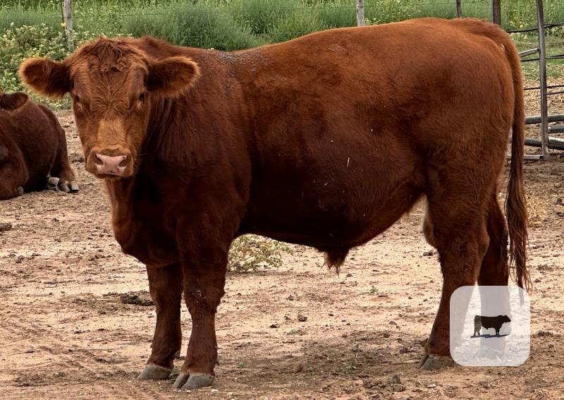 4 Red Angus Bulls... TX South Plains thumbnail 2