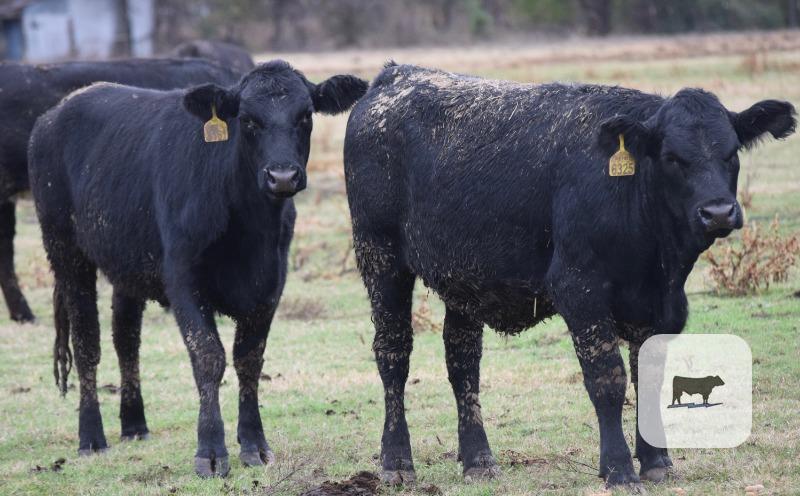 63 Angus & BWF Rep. Heifers... E. Central OK (1) thumbnail 2